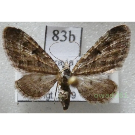Eupithecia pusillata (Denis & Schiffermüller, 1775) Czech83b